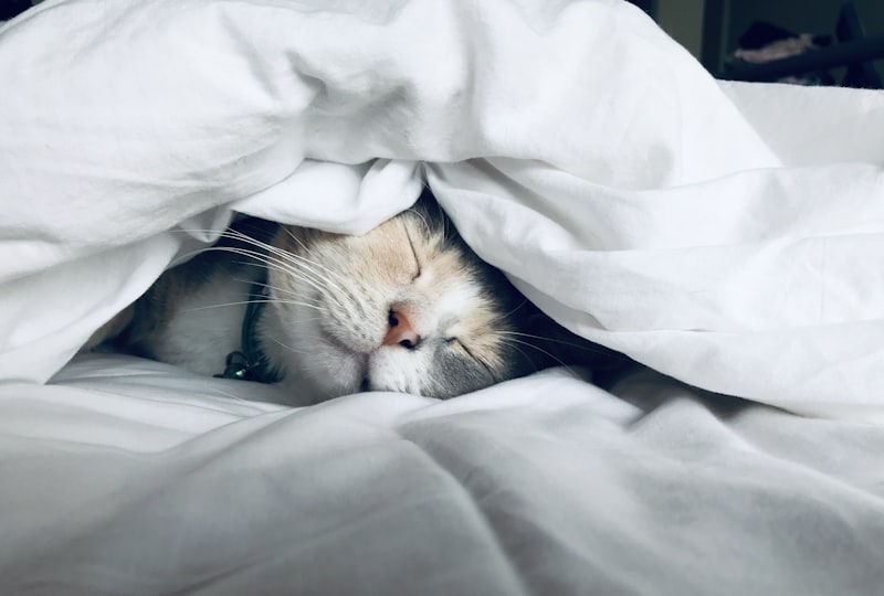 Night shift worker resting after a late shift and the gut circadian rhythm connection